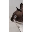 ملصق
