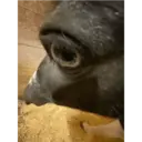 ملصق