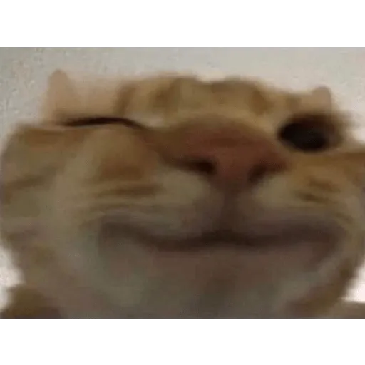 Pelekat