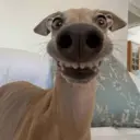 ملصق