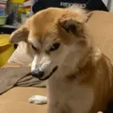 Figurinha