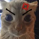 Nhãn dán