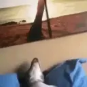 ملصق