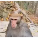 Çıkartma