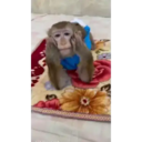 Çıkartma