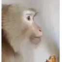 Çıkartma