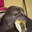 Çıkartma