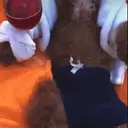 Figurinha