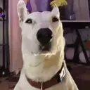 Figurinha
