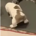 Figurinha