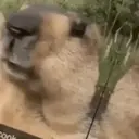 ملصق