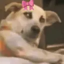 Naljepnica