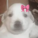 Naljepnica