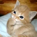 Stika