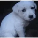 ملصق
