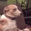 ملصق