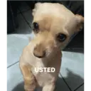 ملصق