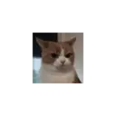 ملصق