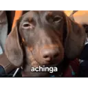 ملصق
