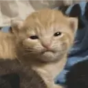 ملصق