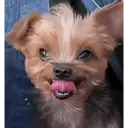 Figurinha