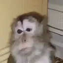 Límmiði