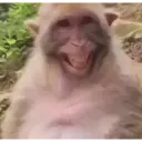 Çıkartma