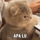 Nhãn dán
