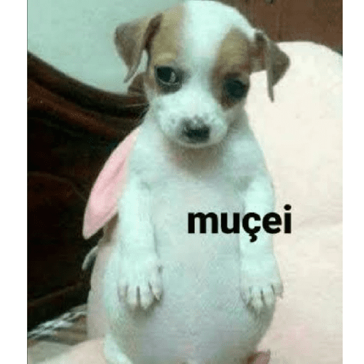 Figurinha