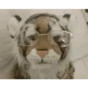 Figurinha