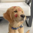 ملصق