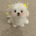 ملصق