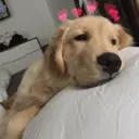 ملصق