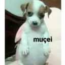 Figurinha