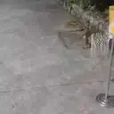 מדבקה