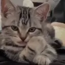 Figurinha