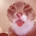 ملصق