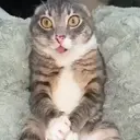 ملصق