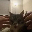 ملصق