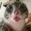 ملصق