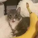 ملصق