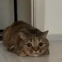 Çıkartma