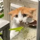 Çıkartma