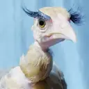 Կպչուն պիտակ