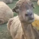 Կպչուն պիտակ