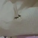 Կպչուն պիտակ