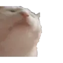 ملصق