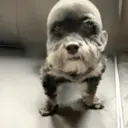 ملصق