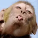 מדבקה
