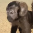اسٹیکر